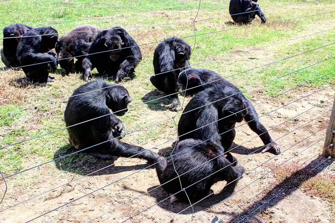 Chimpanzees at Ol Pejeta Conservancy