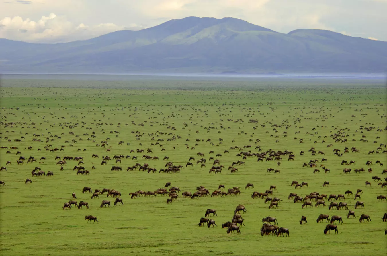 Wildebeest Migration in Serengeti National park